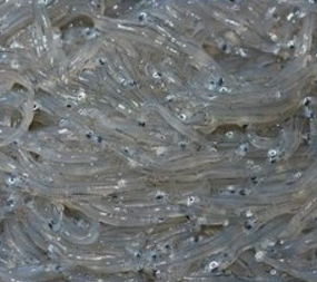 Pesca bianchetto, siglato documento Regione Puglia-Mipaaf