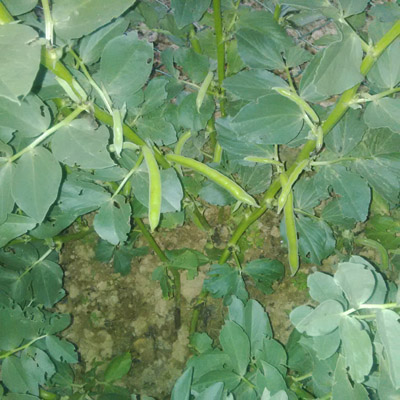 Biologico, è boom in Toscana grazie ai Biodistretti. 1 campo su 3 è Bio