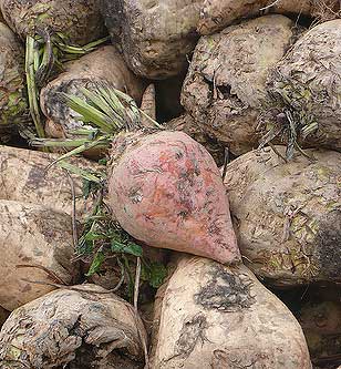 Barbabietola da zucchero, riso e frumento: aumentato il valore del pagamento accoppiato