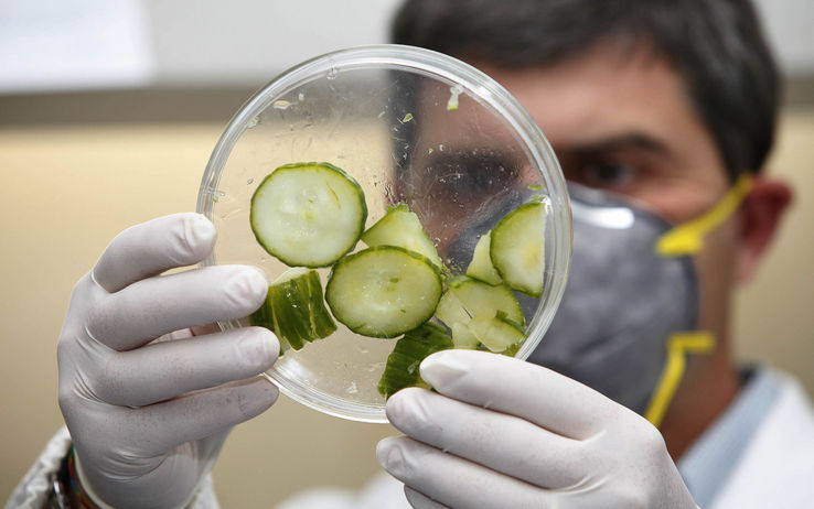 Batterio Killer, 417 milioni di danni per gli agricoltori europei