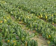 Taglio prezzo bietole. Agrinsieme Emilia Romagna risponde a Eridania Sadam