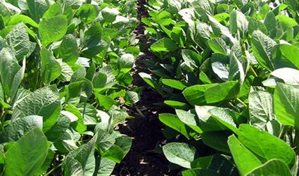FederBio e WWF Italia, protocollo d’intesa per l’agricoltura biologica