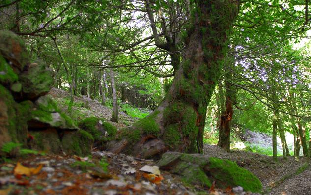 PSR Campania. Indennità compensativa per le zone montane, aumentate le percentuali di pagamento