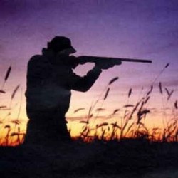 Caccia in deroga a storno. Agricoltori emiliani si difendono dagli animalisti