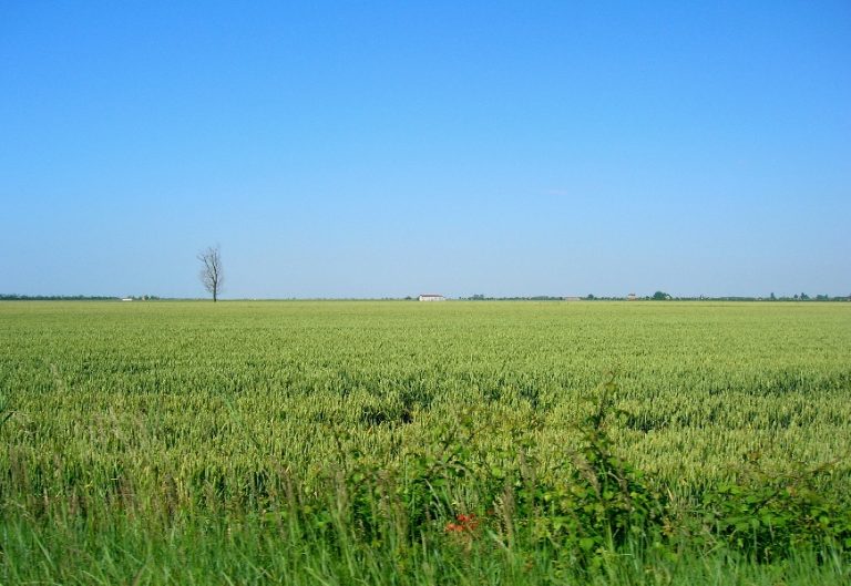 Ismea, battuta d’arresto dei prezzi agricoli a settembre