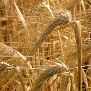 Grano duro biologico, in Sicilia via libera alla semina ad anni alterni