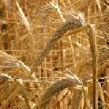 Riscritta la storia del grano per migliorare la qualità della pasta