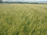 Italia leader sicurezza alimentare. Il commento di Agrofarma sui ‘residui’