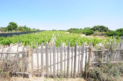 Vino: il Carignano del Sulcis negli Usa per crescere nell’export