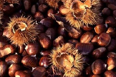 Biomasse e frutti del bosco per valorizzare l’Appennino Pistoiese