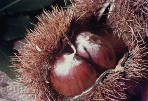 Castagne vino e formaggi in degustazione a San Zeno
