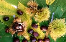 Castagne, produzione in crescita nel Senese grazie alla stagione