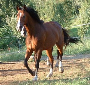 cavallo.jpg