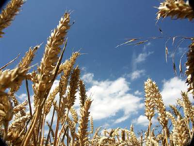 Cereali, il vero aumento sarà solo dal 2012-2013