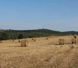 Cereali, allarme siccità nelle campagne veronesi