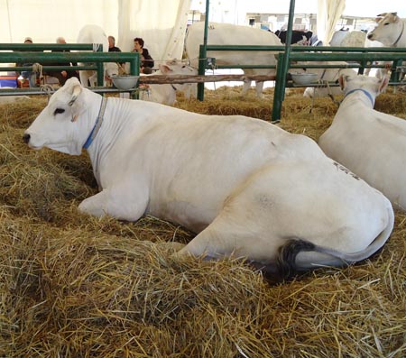 Agriumbria 2019. Sul ring di Bastia Umbra si sfidano le chianine più belle