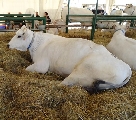 Zootecnia protagonista ad Agriumbria, dal 5 al 7 aprile