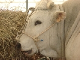 La Chianina torna a casa. In Valdichiana nasce Consorzio per la valorizzazione