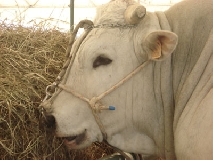 Zootecnia, il settore si confronta ad Agriumbria fra nodi da risolvere e sviluppo
