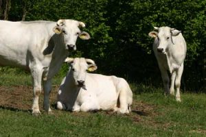 chianina_1.jpg
