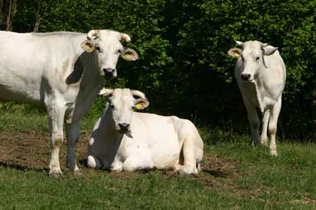 Contro il caro-prezzi nasce a Siena la Bottega degli agricoltori