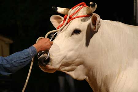 Una Chianina colorata per il Carnevale di Foiano (Ar)