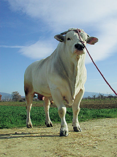Al via “La valle del Gigante Bianco” protagonista la Chianina