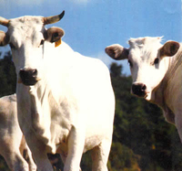 Chianina in mostra per la tre giorni di Ponte Presale