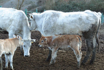 Chianina, l’Umbria rilancia i tagli “poveri”