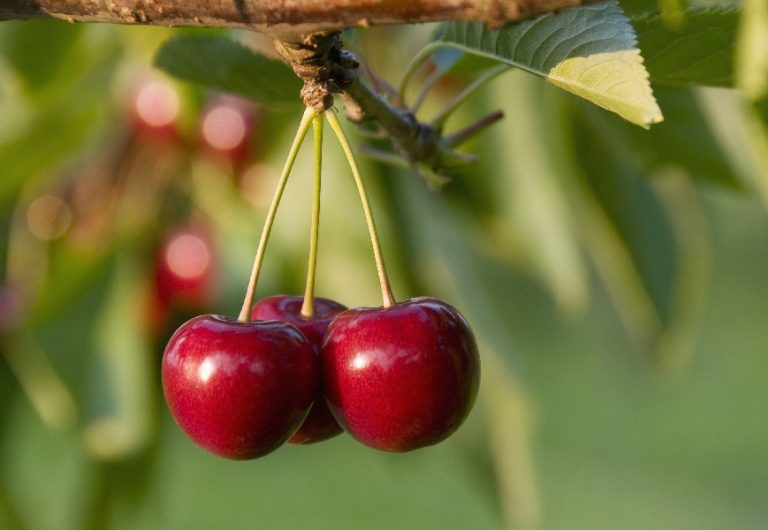 Ciliegie, Confagricoltura: eccessi di importazioni da Turchia, Spagna e Grecia