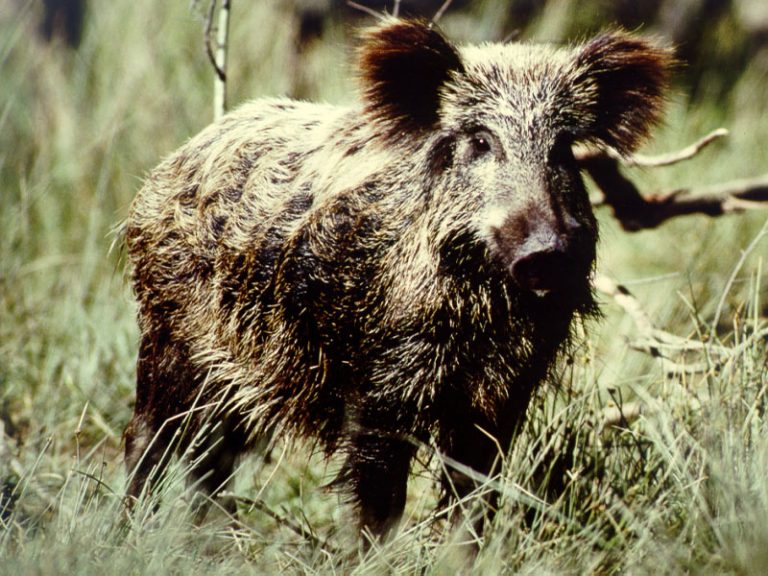 Braccata al cinghiale, assurdo stop del Tar Toscana. Brunelli, Cia: «E’ una catastrofe, danni incalcolabili»