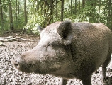 5 ungulati per 1 agricoltore, emergenza in Toscana. Danni per oltre 10milioni di euro e allarme predatori