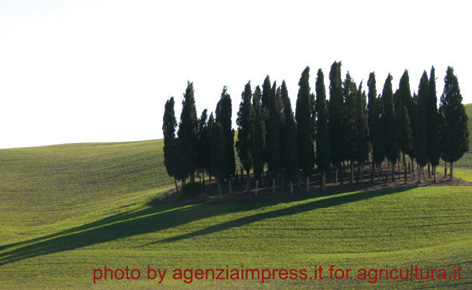 «Togliete l’immagine dei cipressi della Val d’Orcia»
