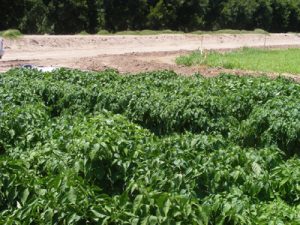 Photo courtesy of NMSU Chile Pepper Institute, 2013