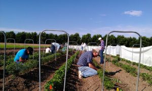 Photo courtesy of NMSU Chile Pepper Institute, 2013
