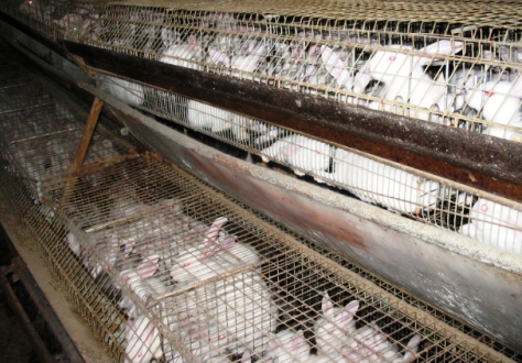 Gabbie per conigli più grandi. Lo ha deciso l’Efsa per il benessere animale