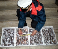 Sequestrate a dicembre 700 tonnellate di pesce in 8mila controlli