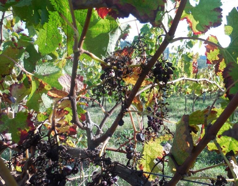 Tar Toscana accoglie richiesta sospensiva a Caccia selezione capriolo. Cia: «Danni incalcolabili, comportamento Urca irresponsabile»