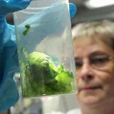 Psicosi Escherichia Coli, serve maggiore chiarezza sulla provenienza dei prodotti