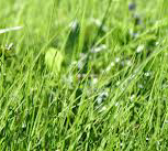Energia verde, in Veneto l’erba sostituisce il mais