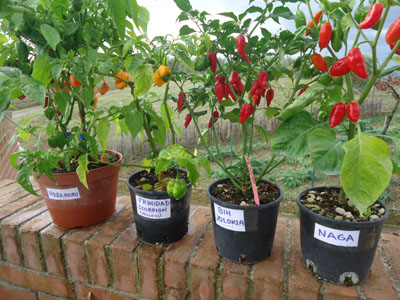 Peperoncini coltivati nel balcone, crescono gli appassionati