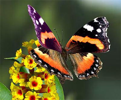 Butterfly wedding, dall’America il nuovo business per gli agricoltori