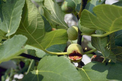 Marchio Dop per i fichi di Cosenza