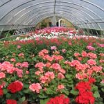 Euroflora 2025