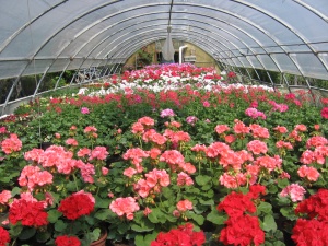 Euroflora 2025