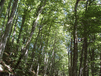 Un nuovo equilibrio per le foreste d’Italia. Conaf (Agronomi e Forestali): Liguria caso di studio