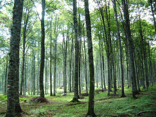 Certificazione forestale, crescono le aziende (+60%) e superficie (+6%)