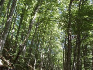 foresta_4_2.jpg