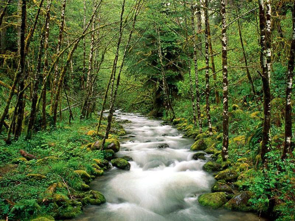 A Pistoia il primo distretto forestale italiano