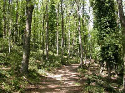 Foreste Toscana. Remaschi replica alle accuse di Fai Cisl: «Dalla Regione oltre 150 milioni per le foreste, il 15% delle risorse PSR»